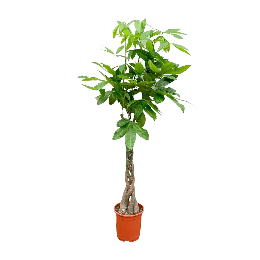 Pachira aquatica (money tree) – Ø21 cm, 100 cm high
