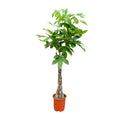 Pachira aquatica (money tree) – Ø21 cm, 100 cm high