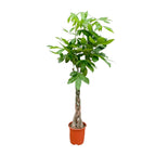 Pachira aquatica (money tree) – Ø21 cm, 100 cm high