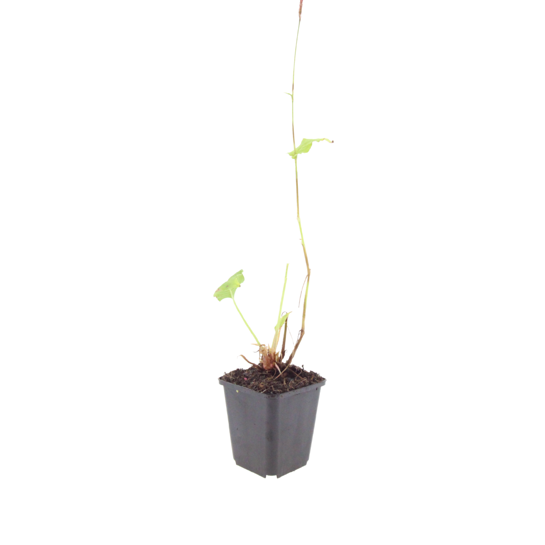 Persicaria anomala 'Speciosa' (pourpier) – 12 plantes, Ø9 cm, 10–25 cm de haut – photo 2
