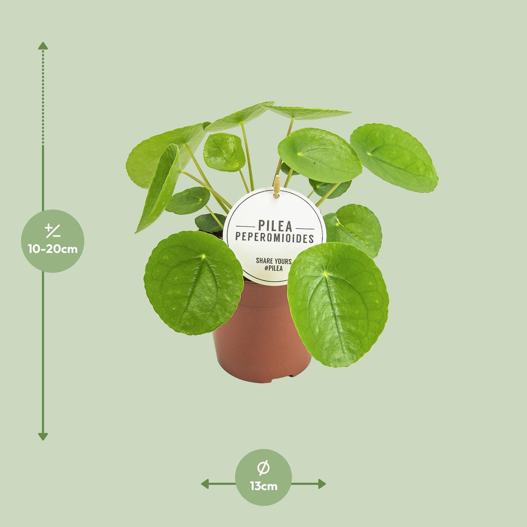 Pilea peperomioides (Pannkuchenpflanze) – Ø 13 cm, 20 cm hoch
