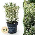 Euonymus japonicus 'White Spire' (kardinaalsmuts) – wit – 8 planten, Ø9 cm, 20–30 cm hoog
