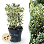 Euonymus japonicus 'White Spire' (kardinaalsmuts) – wit – 8 planten, Ø9 cm, 20–30 cm hoog