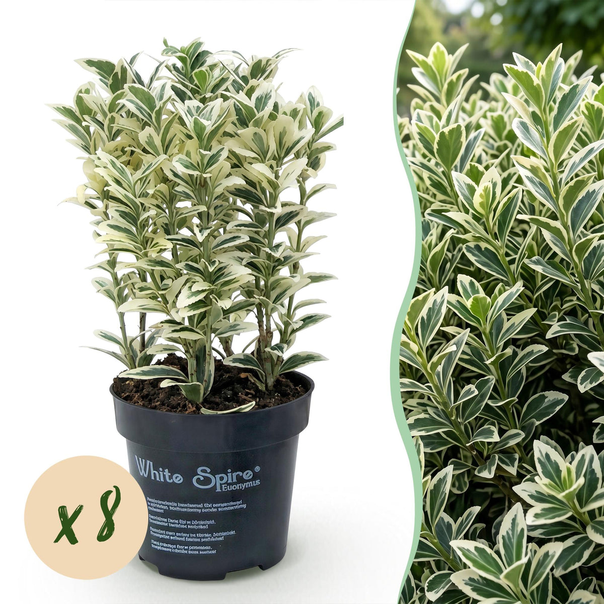 Euonymus japonicus 'White Spire' (kardinaalsmuts) – wit – 8 planten, Ø9 cm, 20–30 cm hoog