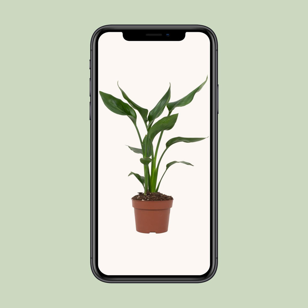Strelitzia reginae (Paradiesvogelblume) – Ø 12 cm, 35 cm hoch – reginae