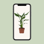 Strelitzia reginae (Paradiesvogelblume) – Ø 12 cm, 35 cm hoch – reginae