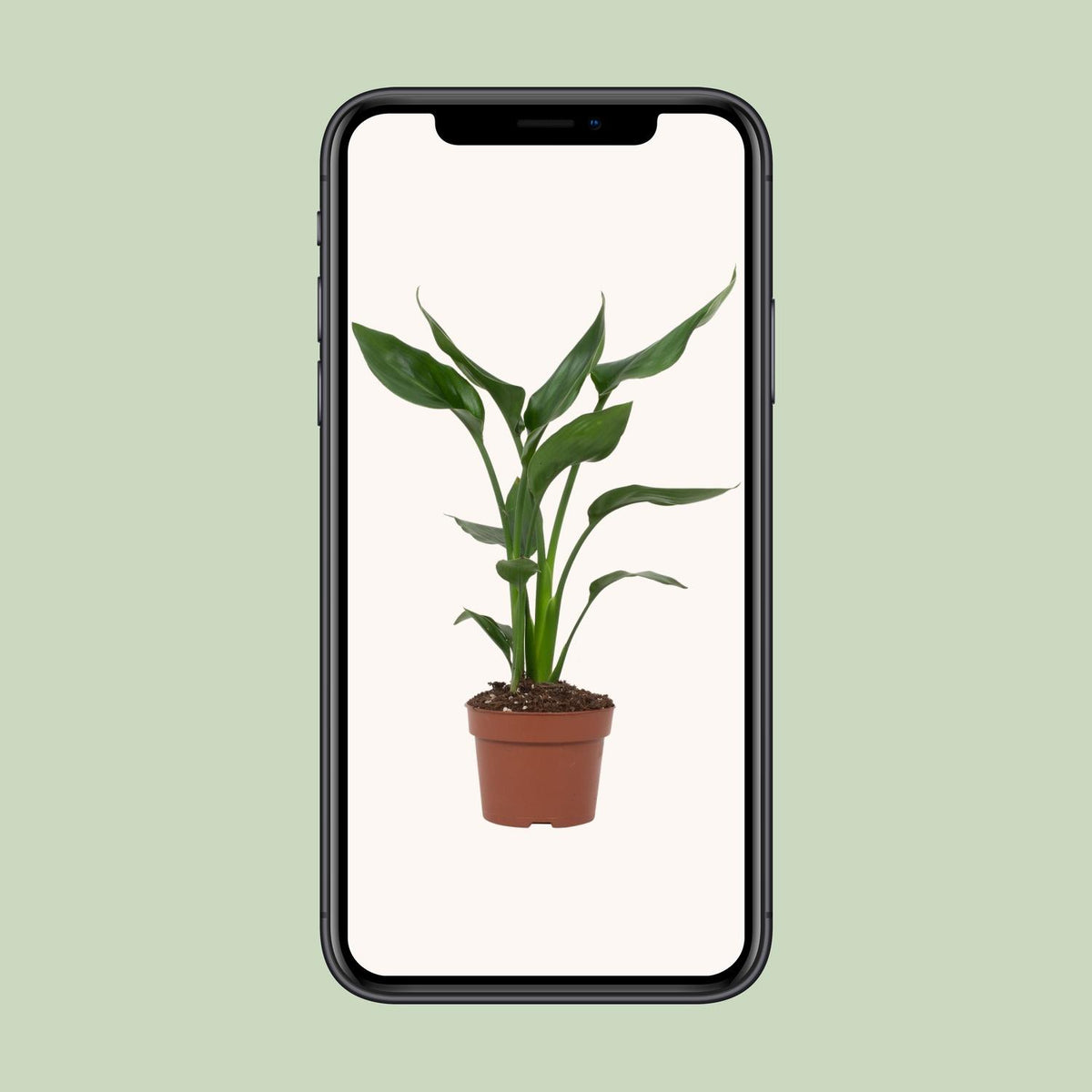 Strelitzia reginae (Paradiesvogelblume) – Ø 12 cm, 35 cm hoch – reginae