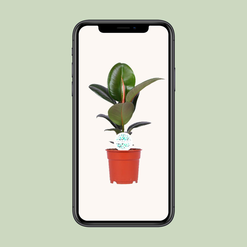 Ficus elastica Robusta (plante caoutchouc) – Ø17 cm, 55 cm de haut – art. 15949