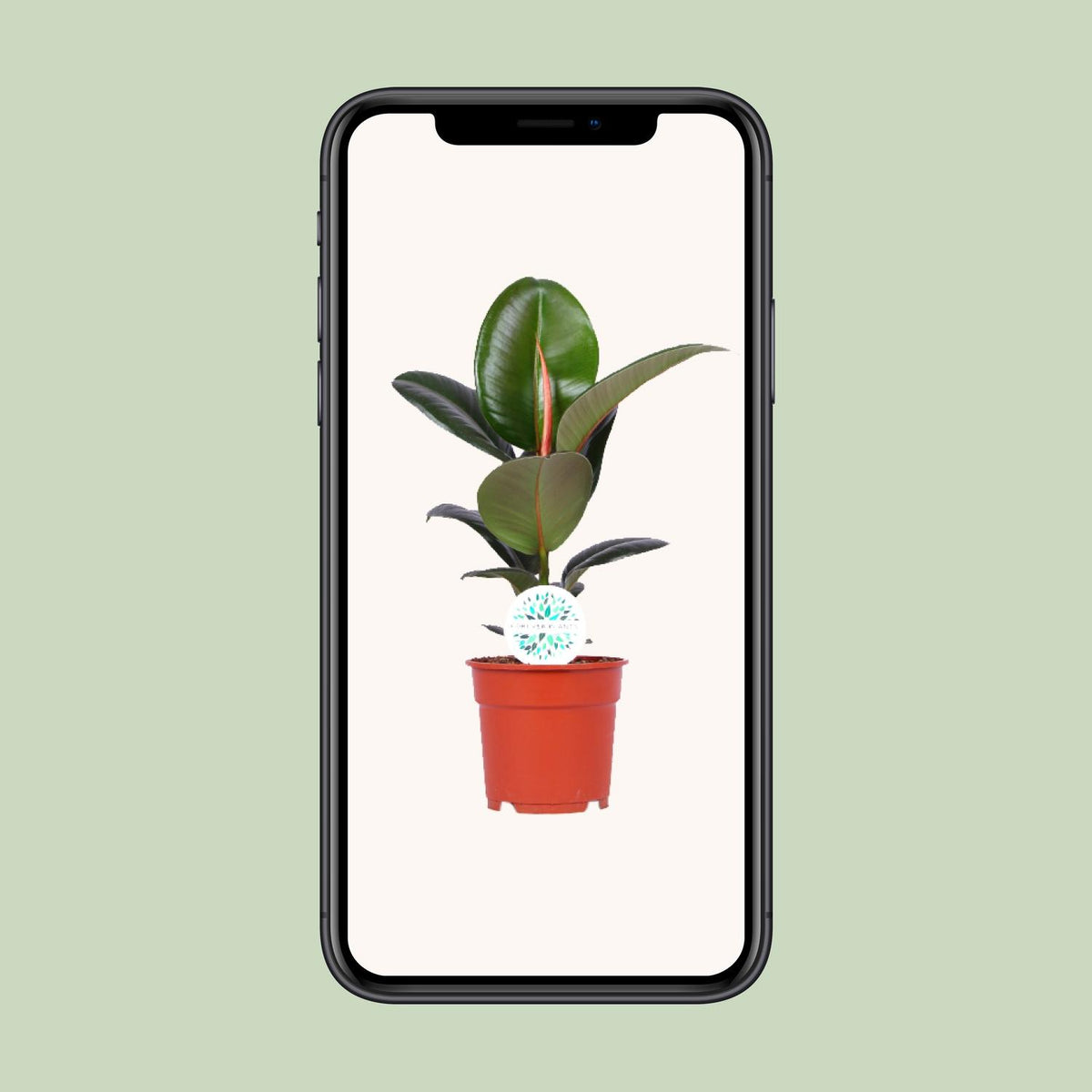 Ficus elastica Robusta (rubberplant) – Ø17 cm, 55 cm hoog – art. 15949