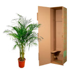 Areca Palm (Dypsis) – Ø27 cm, 160 cm hoog