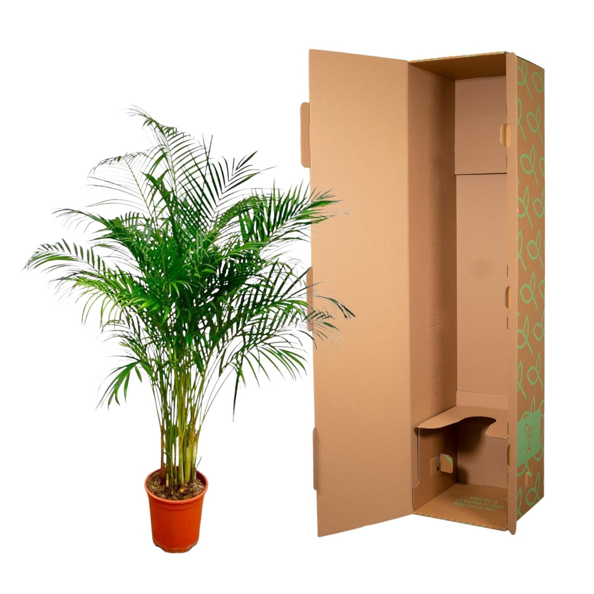 Palmier areca (Dypsis) – Ø27 cm, 160 cm de haut