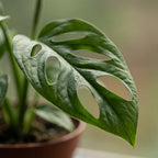 2× Monstera adansonii (mini-monstera) med korg – Ø12 cm, 25 cm hög