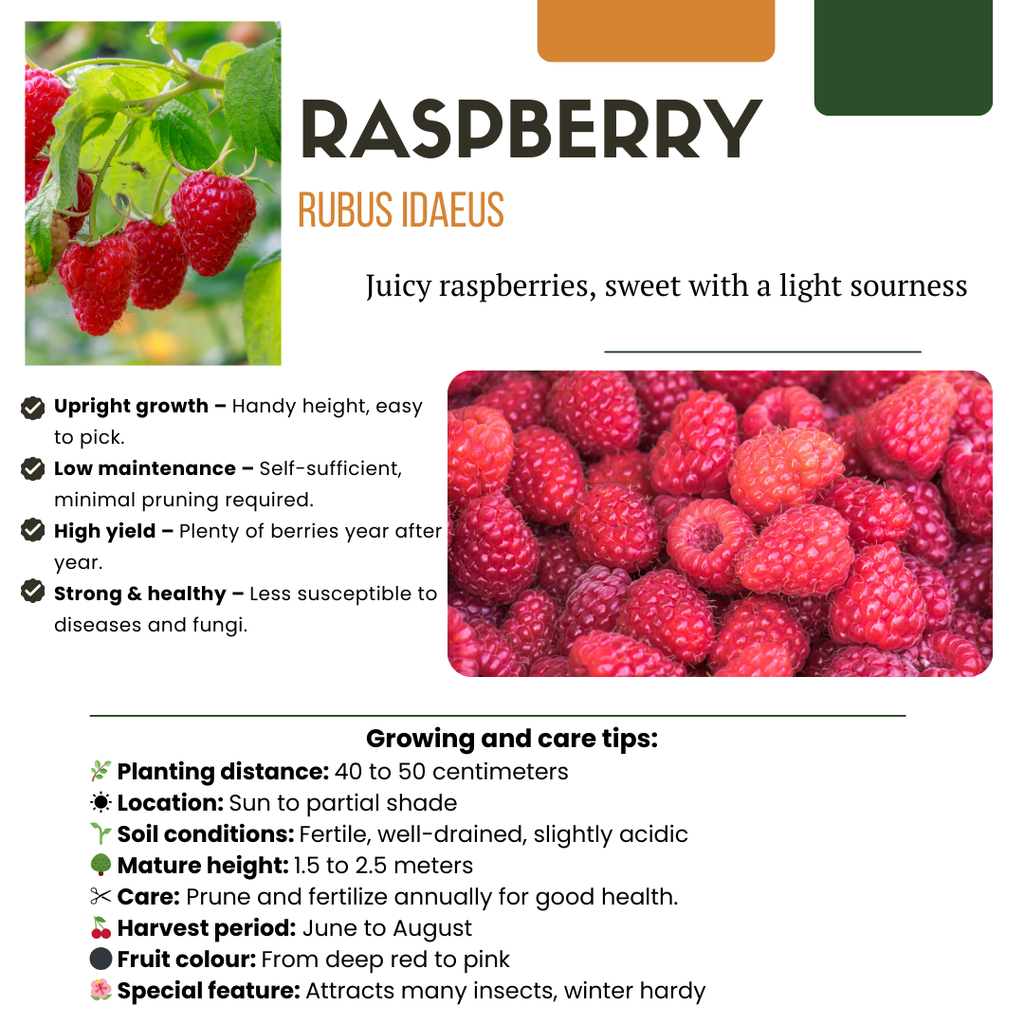 Raspberry (Rubus idaeus) organic – 6 plants, Ø13 cm, 20 cm high – photo 5