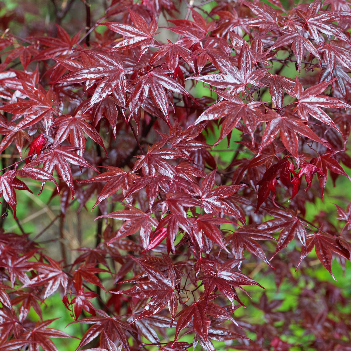 Acer palmatum 'Bloodgood' (japansk ahorn) – rød – Ø19 cm, 70 cm høj – billede 6