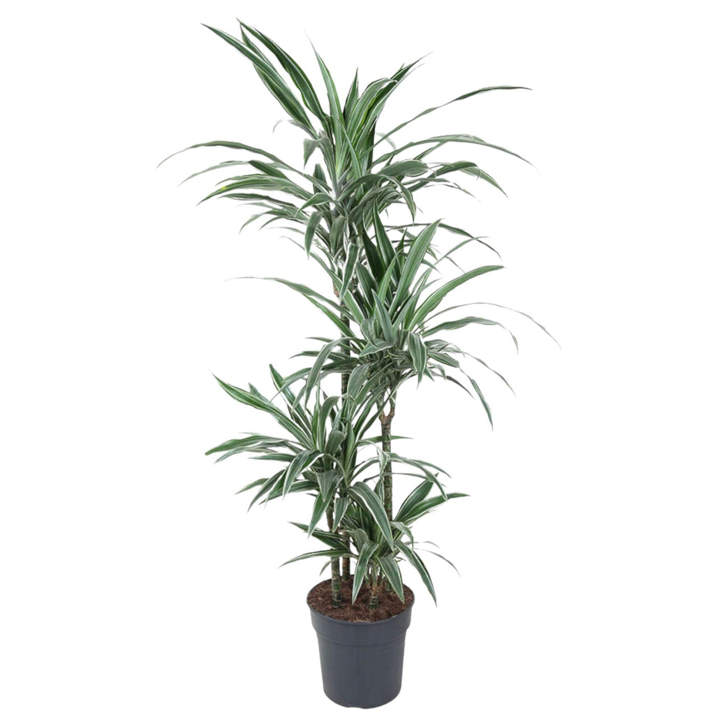 Dracaena warneckii (arbre dragonnier) – Ø 27 cm, 130 cm de haut