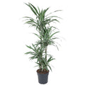 Dracaena warneckii (arbre dragonnier) – Ø 27 cm, 130 cm de haut