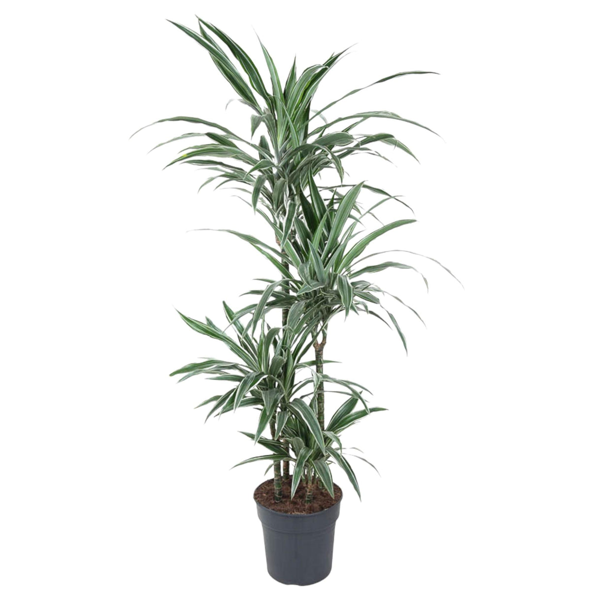 Dracaena Warneckei (drakenboom) – Ø27 cm, 130 cm hoog
