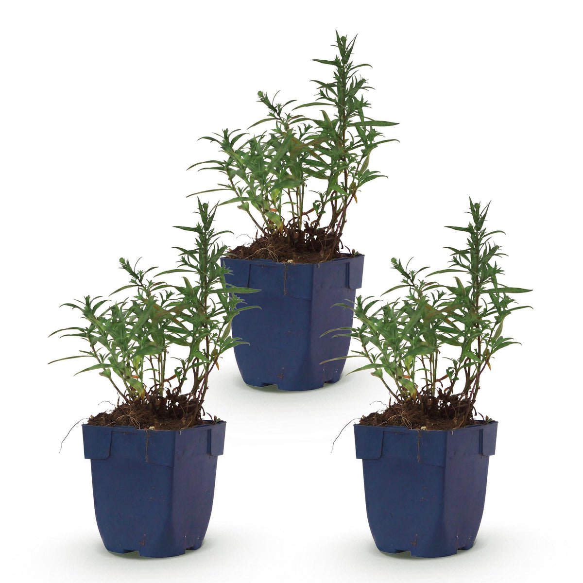 Aster 'Mittelmeer' – paars – 3 planten, Ø11 cm, 15–25 cm hoog