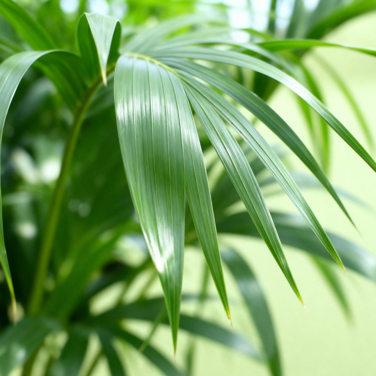 Howea forsteriana (kentiapalm) – Ø17 cm, 70–75 cm hoog