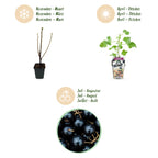 Ribes 'Jostabär' (bärbuske) – 6 plantor, Ø 9 cm, 35 cm hög