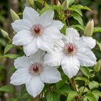Clematis 'Miss Bateman' (grimpette) – blanc – 4 plantes, Ø9 cm, 35 cm de haut