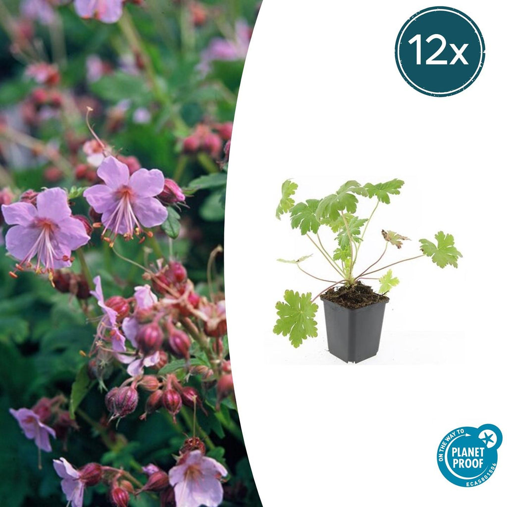 Geranium macrorrhizum 'Ingwersen’s Var.' (cranesbill) – 12 plants, Ø9 cm, 10–25 cm high – photo 2