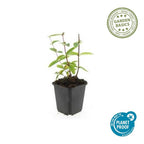 Hypericum inodorum 'Annebel' (Indisches Johanniskraut) – 12 Pflanzen, Ø9 cm, 10–25 cm hoch