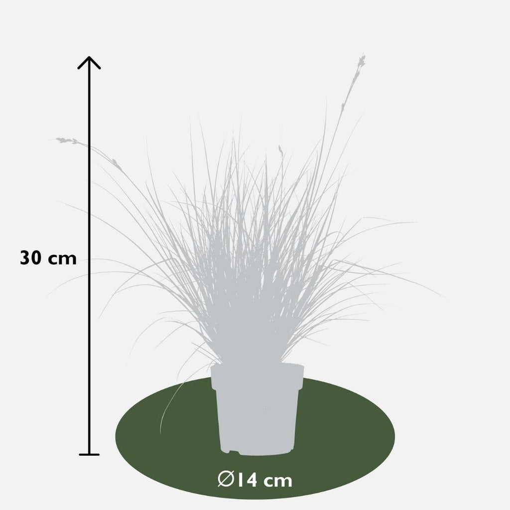 Carex brunnea variegata (zegge) – 3 planten, Ø14 cm, 25 cm hoog – foto 4