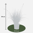 Carex brunnea variegata (zegge) – 3 planten, Ø14 cm, 25 cm hoog