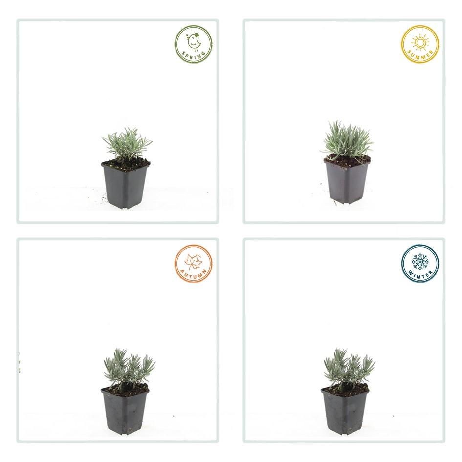 Lavandula int. 'Edelweiss' (lavendel) – 24 planten, Ø9 cm, 10–25 cm hoog