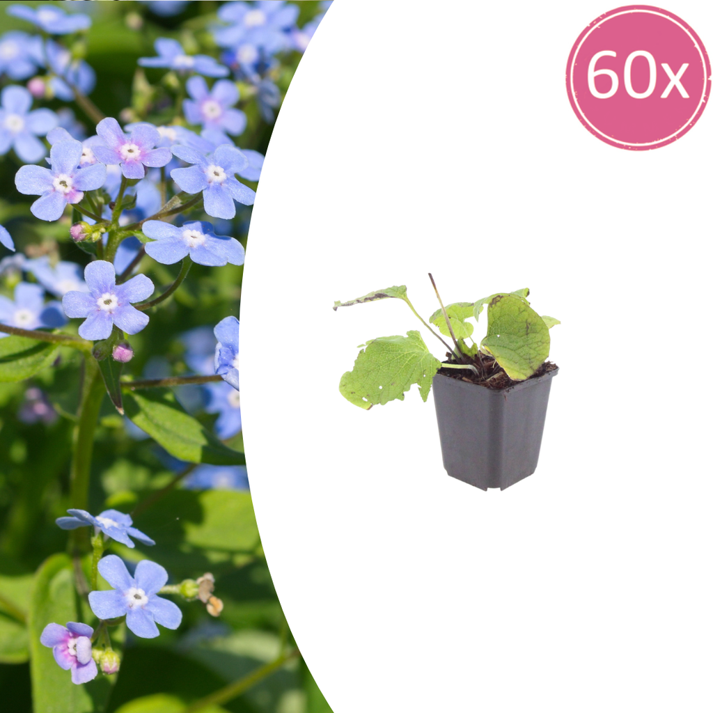 Brunnera macrophylla (Myosotis du Caucase) – 60 plantes, Ø9 cm, 10–25 cm de haut