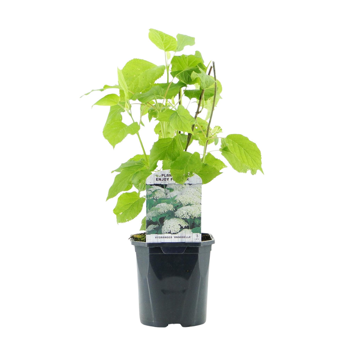 Hydrangea arborescens 'Annabelle' (Rispenhortensie) – weiß – Ø 17 cm, 50 cm hoch – Bild 2
