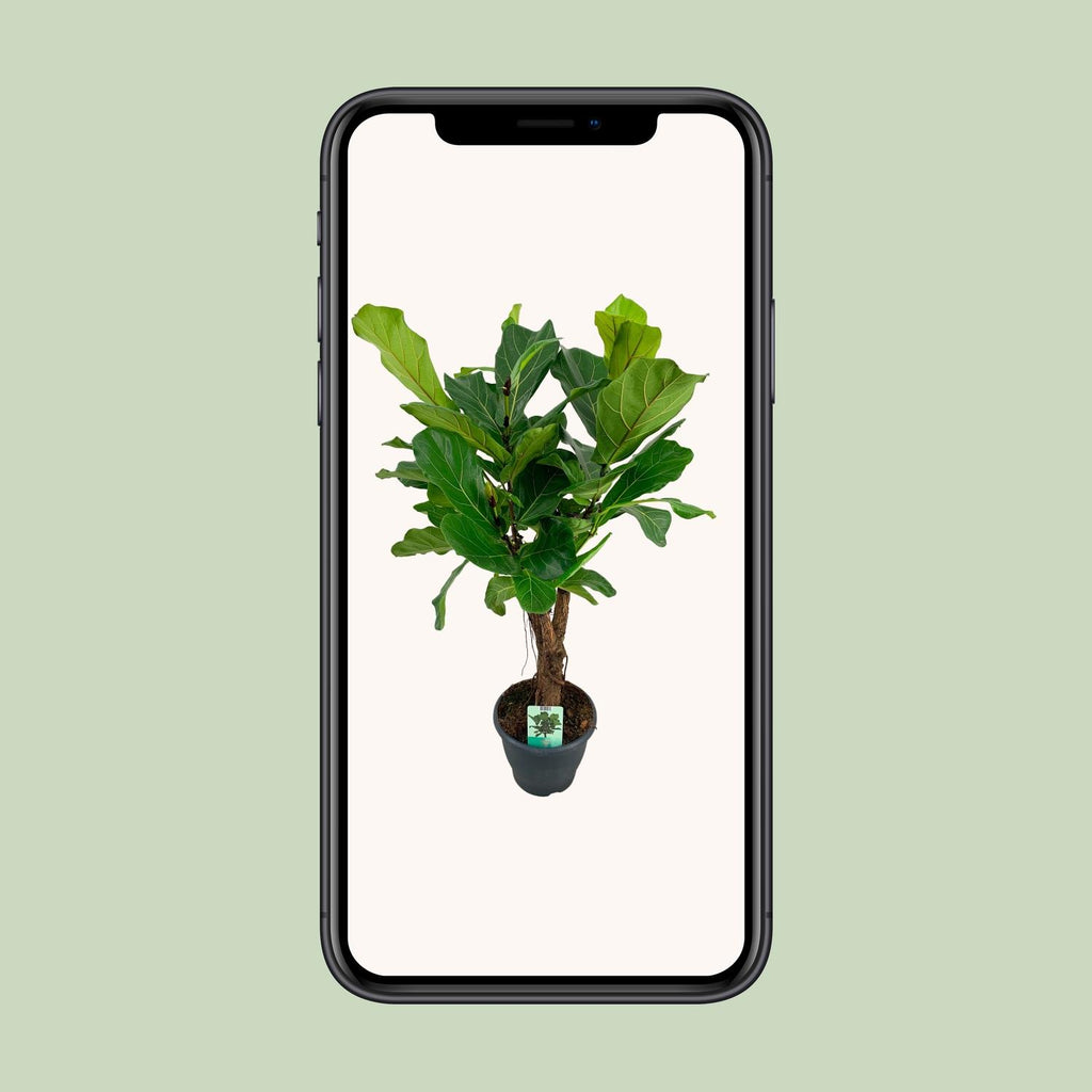 Ficus lyrata (Geigenfeige) – Ø 26 cm, 100 cm hoch