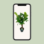 Ficus lyrata (Geigenfeige) – Ø 26 cm, 100 cm hoch
