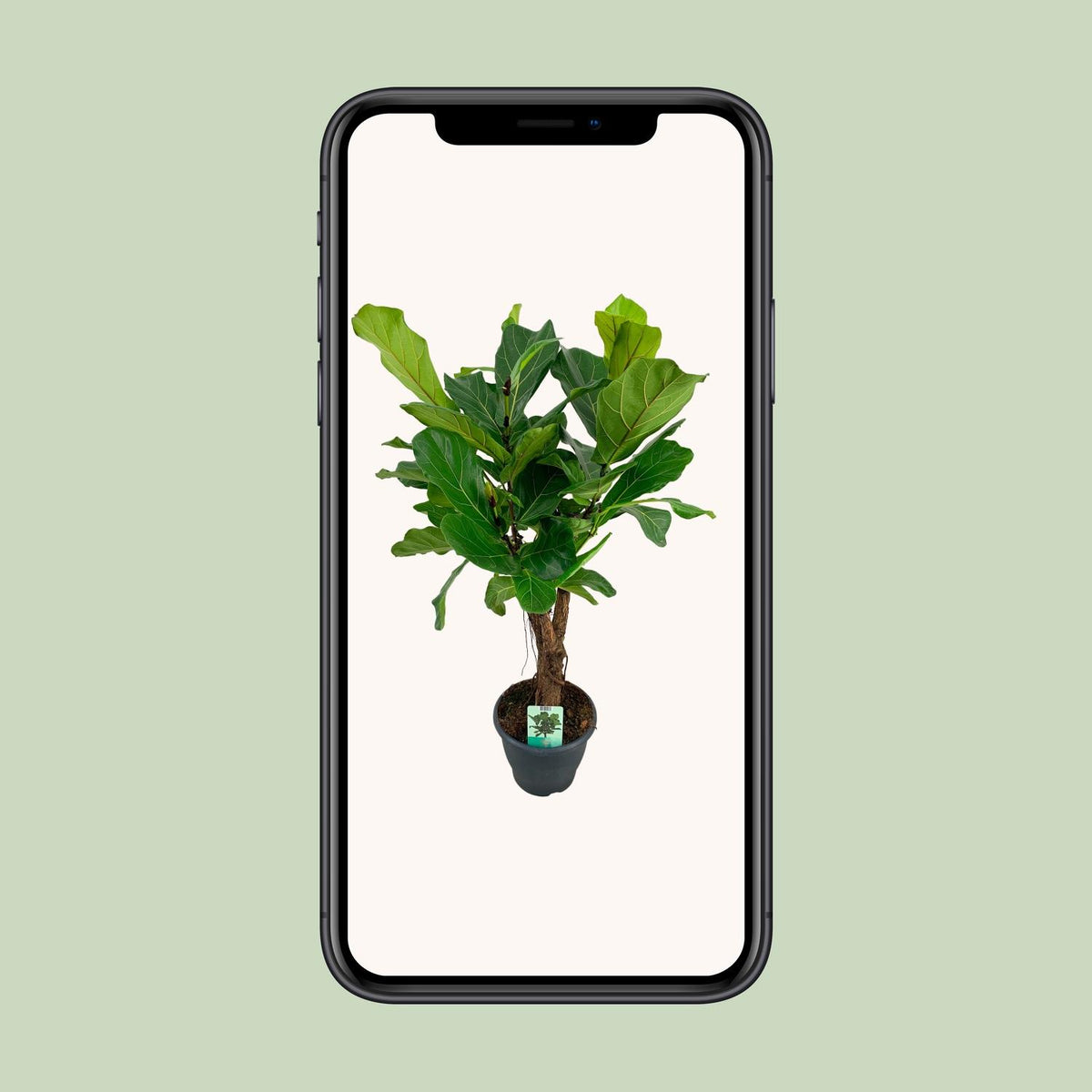 Ficus lyrata (vioolbladplant) – Ø26 cm, 100 cm hoog