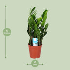 Zamioculcas zamiifolia (plante ZZ) – Ø 17 cm, 60 cm de haut
