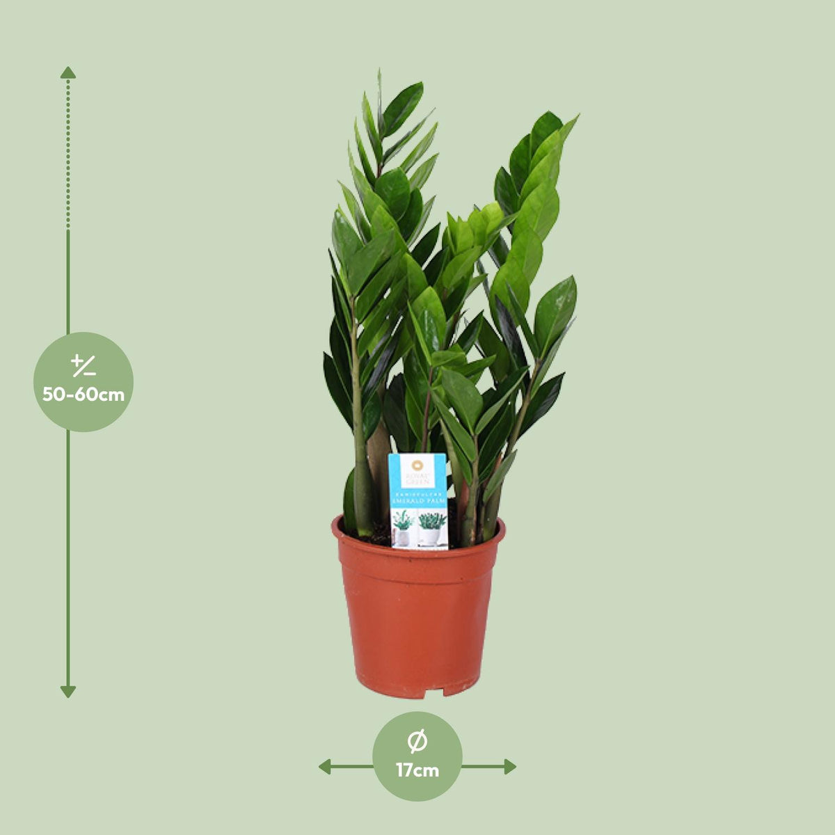 Zamioculcas zamiifolia (zz-plant) – Ø17 cm, 60 cm hoog