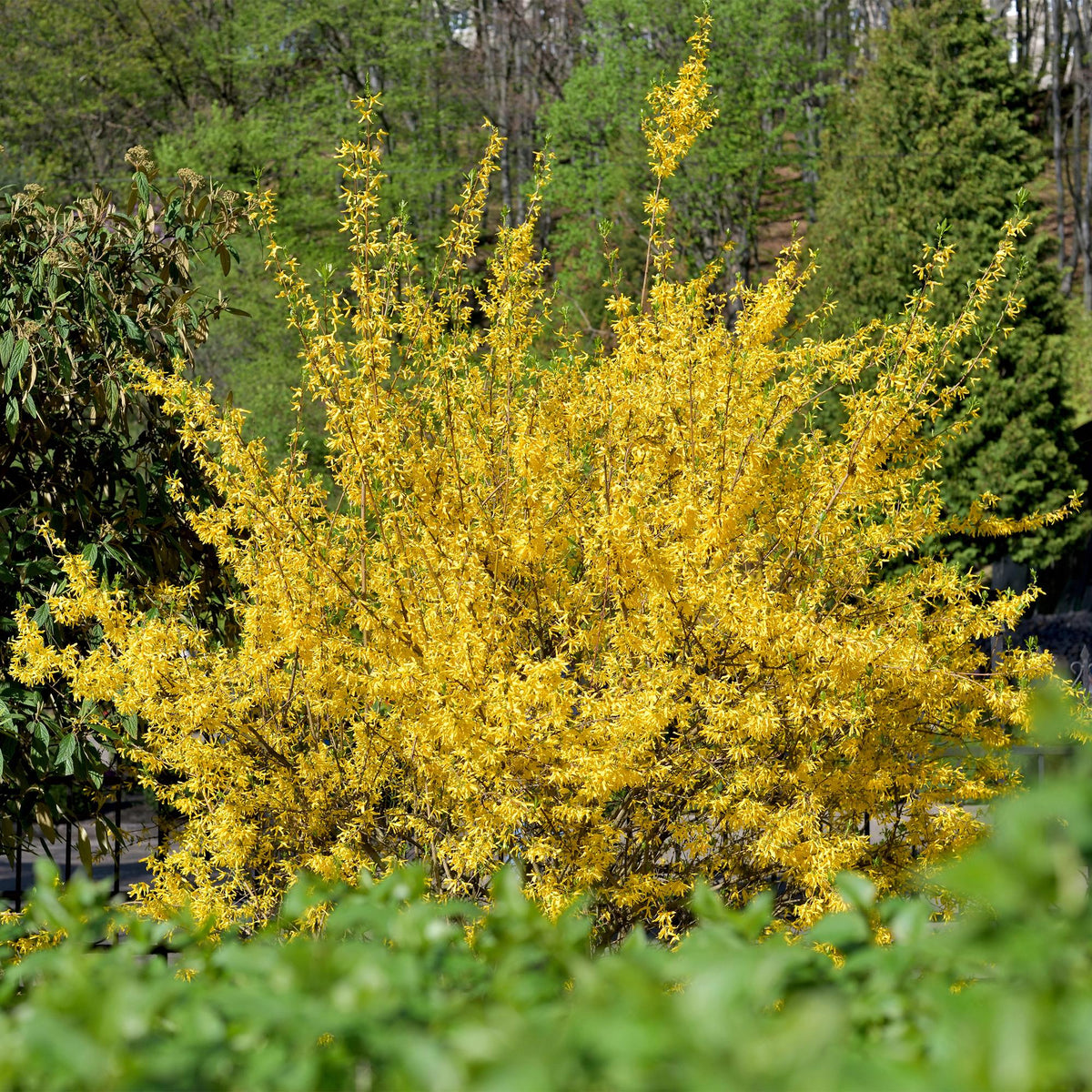 Heesters Forsythia intermedia Goldrauch – geel – Ø17 cm, 45 cm hoog – foto 5