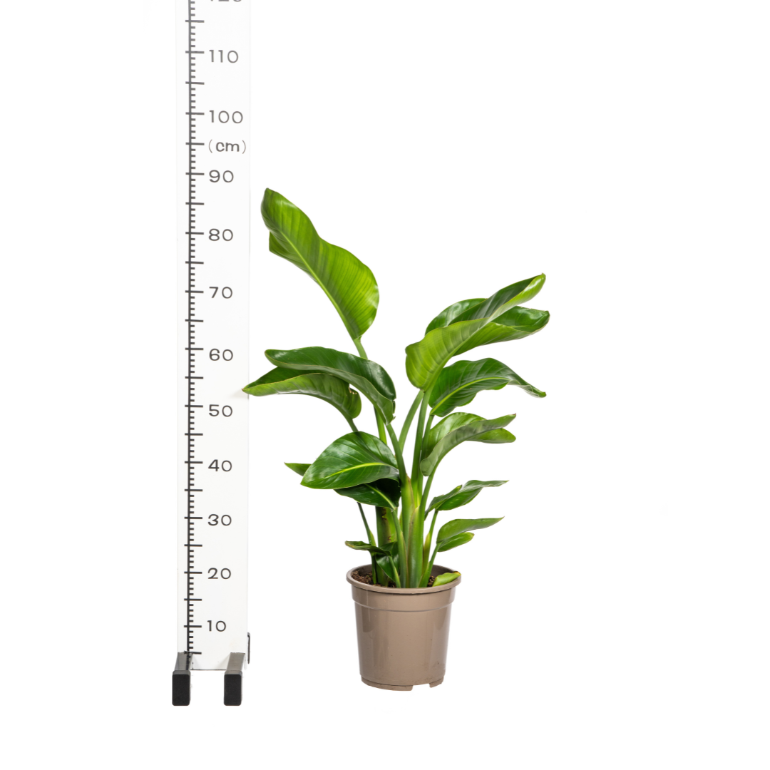 Strelitzia nicolai (weiße Paradiesvogelblume) mit Korb – Ø 21 cm, 90–110 cm hoch