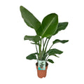 Strelitzia nicolai (hvid paradisfugleblomst) – Ø19 cm, 90 cm høj – paradisfugleplante
