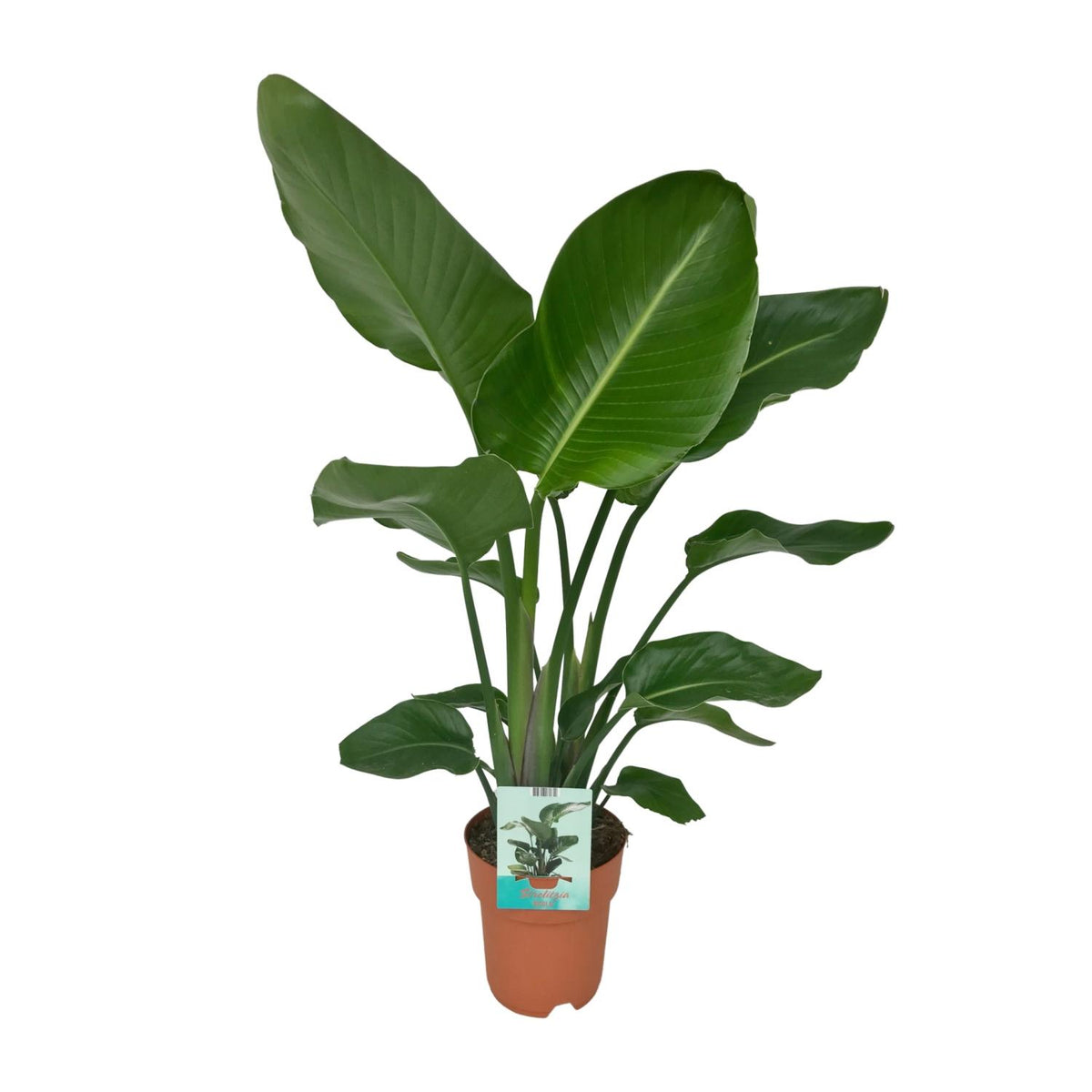 Strelitzia nicolai (hvid paradisfugleblomst) – Ø19 cm, 90 cm høj – paradisfugleplante