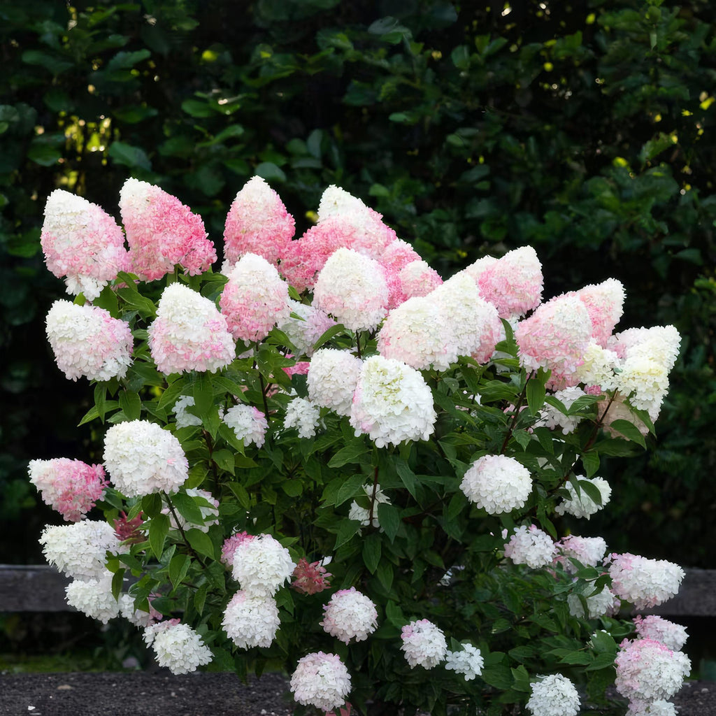 Hydrangea panniculata 'Living Pink &amp; Rose' (pluimhortensia) – roze – 3 planten, Ø12 cm, 20–30 cm hoog – foto 6
