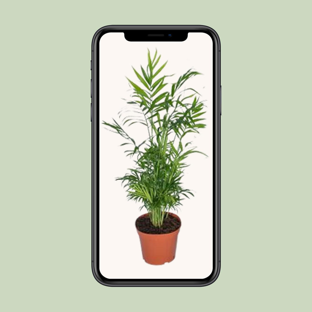 Chamaedorea elegans (bergpalm) – Ø17 cm, 55 cm hoog – art. 2838