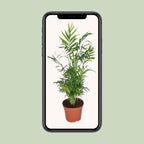 Chamaedorea elegans (bergpalm) – Ø17 cm, 55 cm hoog – art. 2838