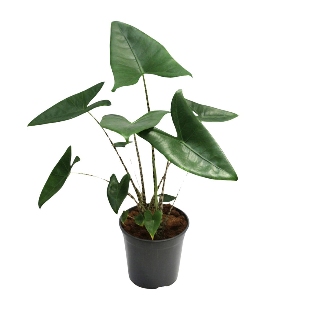 Alocasia zebrina (Zebrano-Alocasia) – Ø 21 cm, 80 cm hoch – Bild 6