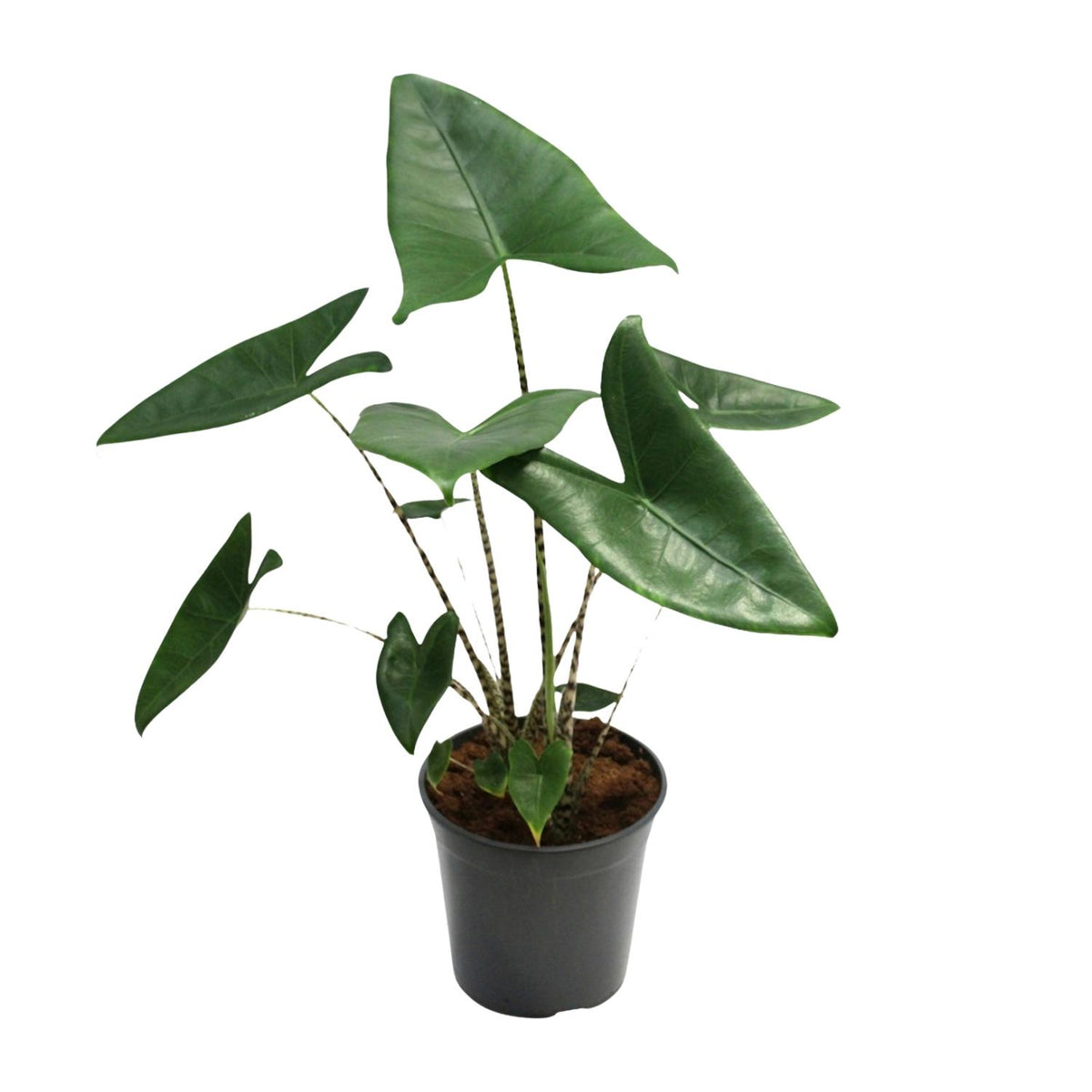 Alocasia zebrina (Zebrano-Alocasia) – Ø 21 cm, 80 cm hoch – Bild 6