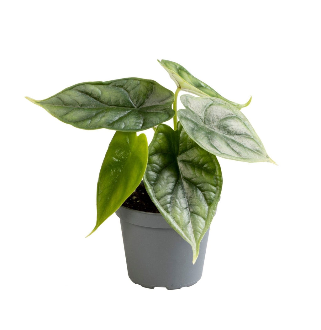 Alocasia Dragon Scale (oreille d'éléphant) – Ø6 cm, 12 cm de haut