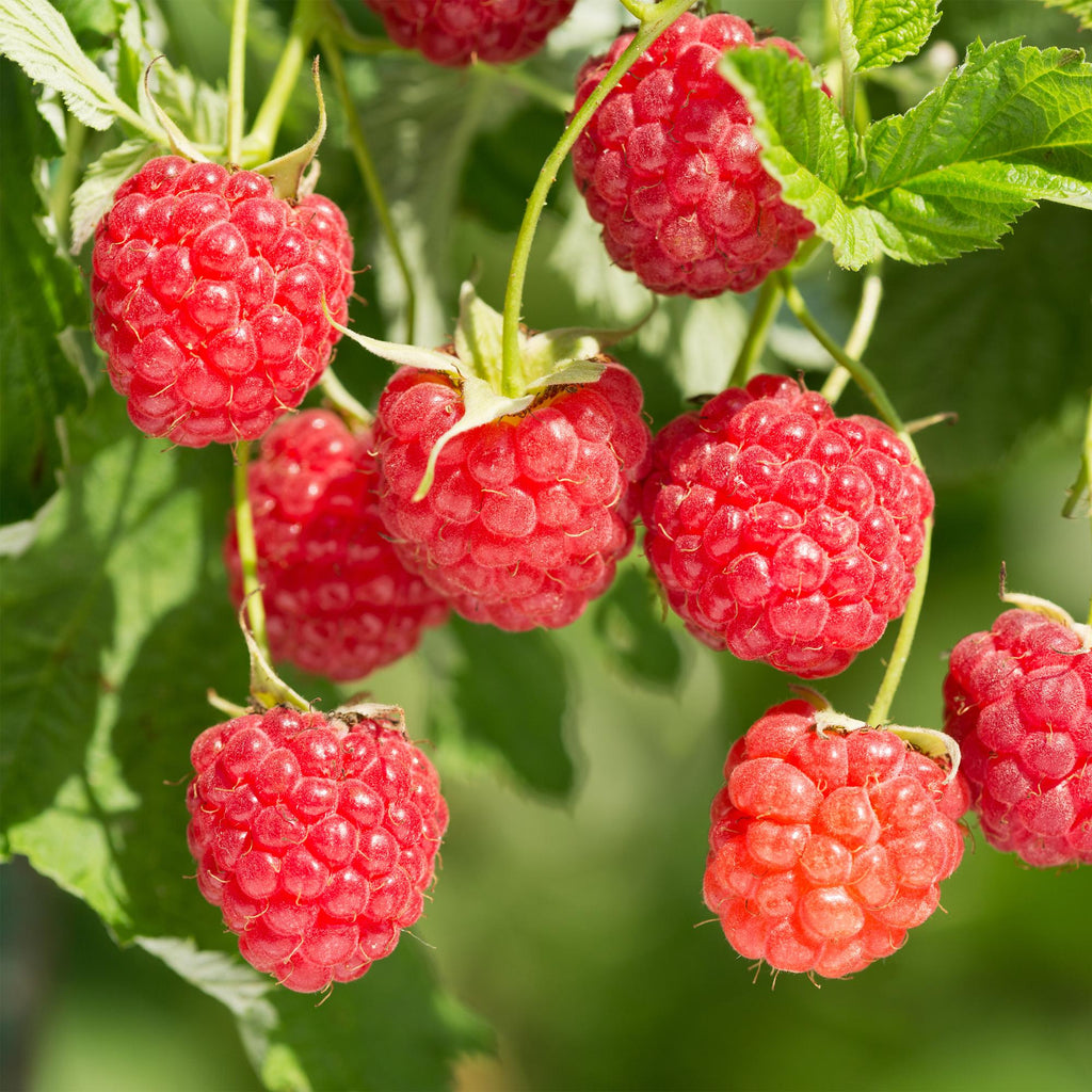 Rubus 'Mailing Promise' (rød hindbær) – 2 planter, Ø11 cm, 40 cm høje – billede 4