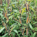 Fargesia 'Black Dragon' (bambou) – 12 plants, Ø14 cm, 35 cm de haut