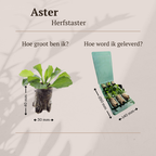 Aster